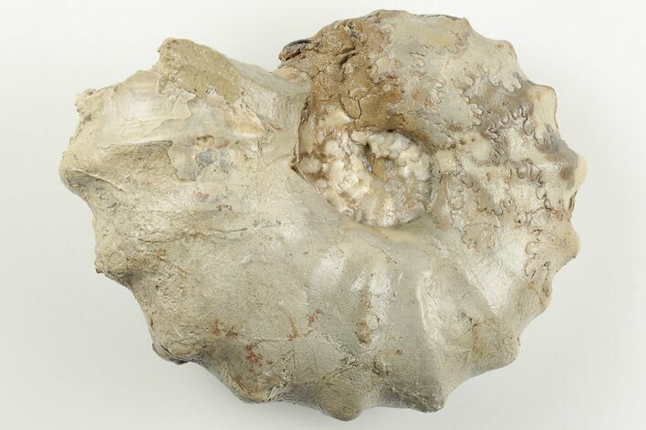 Cretaceous Fossil Ammonite (Calycoceras) - Texas #198220